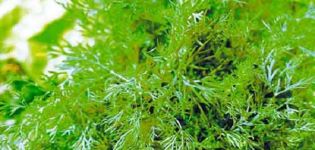 Description of the dill variety Hercules, its characteristics and cultivation