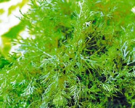 Description of the dill variety Hercules, its characteristics and cultivation