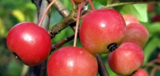 Beskrivelse af funktionerne ved modning og frugtning af det ornamentale æbletræ Ola