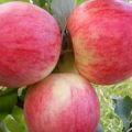 Descripción y características de la variedad de manzana Orlovim, plantación, cultivo y cuidado.