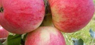 Descripció i característiques de la varietat de poma Orlovim, plantació, cultiu i cura