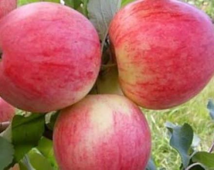 Descrizione e caratteristiche della varietà di mele Orlovim, semina, crescita e cura
