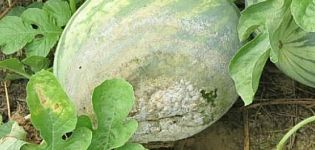 How to treat watermelons from diseases and pests at home for their treatment