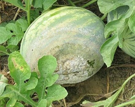Hoe watermeloenen thuis te behandelen tegen ziekten en plagen voor hun behandeling