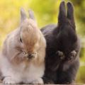What do domestic rabbits eat, types of food and feeding rules for beginners