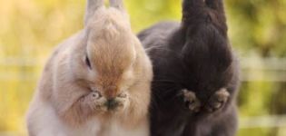 Qué hacer si tu conejo no come ni bebe, y cómo evitar problemas comunes