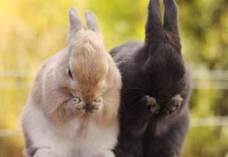 Što jedu domaći zečevi, vrste hrane i pravila hranjenja za početnike