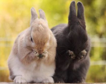 Què fer si el conill no menja ni beu, i com evitar problemes comuns
