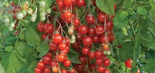 Beschrijving van de ampelachtige tomatenvariëteit Waterval, de teelt en verzorging ervan