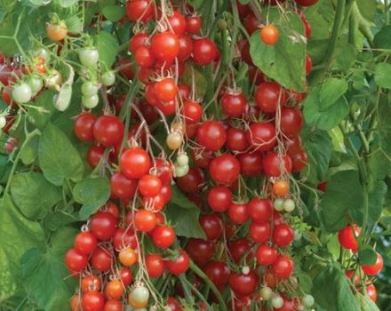 Ampelous tomātu šķirnes Ūdenskritums apraksts, tā audzēšana un kopšana