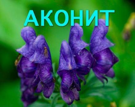 Liečivé vlastnosti a kontraindikácie aconite byliny, ako správne zbierať a uchovávať