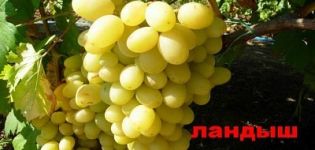Descrizione, caratteristiche e storia dell'uva Mughetto, coltivazione e riproduzione