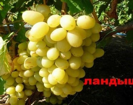 Description, characteristics and history of Lily of the valley grapes, cultivation and reproduction