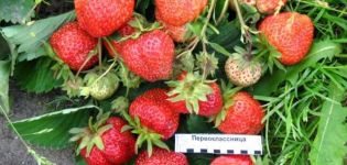 Descripción y características de la variedad de fresa Primer grado, plantación y cuidado