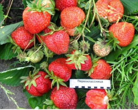 Beskrivelse og karakteristika for jordbærsorten Første klassing, plantning og pleje