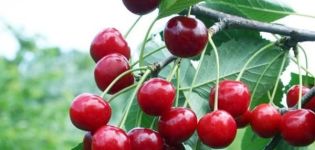 Description of the Volochaevka cherry variety, tree characteristics, planting and care rules