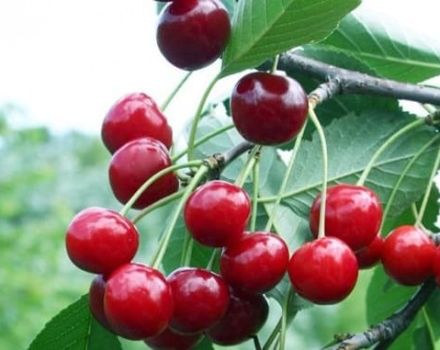Beskrivning av Volochaevka körsbärsorten, trädegenskaper, planterings- och vårdregler
