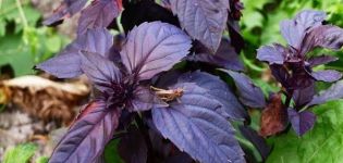 Violetin basilikan hyödylliset ominaisuudet ja vasta-aiheet keholle, sen käyttöön ja lajikkeisiin