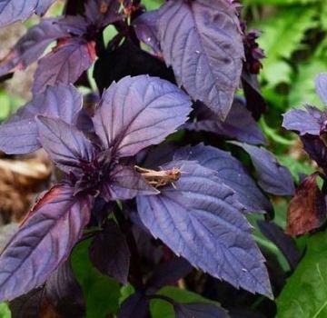 Violetin basilikan hyödylliset ominaisuudet ja vasta-aiheet keholle, sen käyttöön ja lajikkeisiin