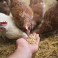 Welche Vitamine werden für Hühner und Dosierung benötigt, Namen von Medikamenten und gesunde Lebensmittel