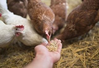Welche Vitamine werden für Hühner und Dosierung benötigt, Namen von Medikamenten und gesunde Lebensmittel