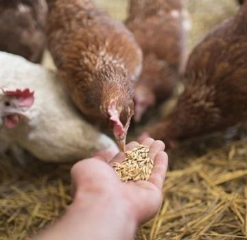 What vitamins are needed for chickens and dosage, names of drugs and healthy foods