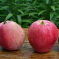 Detaljeret beskrivelse og karakteristika for æblesorten Nastenka