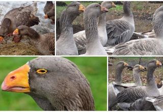 Description of geese of the Tula fighting breed, their characteristics and breeding