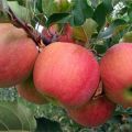 Description and characteristics of the Champion apple variety, history and nuances of cultivation