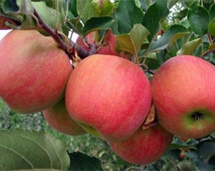 תיאור ומאפייני זן התפוחים של צ'מפיון, ההיסטוריה ודקויות הטיפוח
