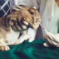 Lista de medicamentos para conejos y su propósito, qué más debe haber en el botiquín de primeros auxilios.