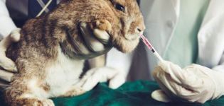 Lista medicamentelor pentru iepuri și scopul lor, ce altceva ar trebui să fie în trusa de prim ajutor