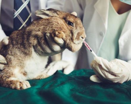 Tavşanlar için ilaçların listesi ve amaçları, ecza dolabında başka neler olmalı