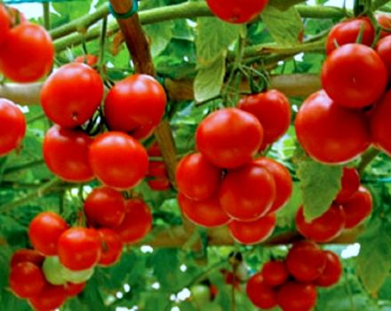 Venäjän tomaattilajikkeen Yablonka ominaisuudet ja kuvaus, sen sato