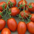 Karakteristike i opis sorte rajčice, njegov prinos