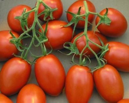 Egenskaber og beskrivelse af variationen i tomat shuttle, dens udbytte