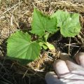 Hvordan og hvad man skal mulch agurker i et drivhus og åbent felt