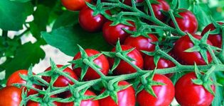 Beschrijving van de tomatenvariëteit Pink Pearl, zijn kenmerken en opbrengst