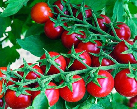 Vaaleanpunaisen helmen tomaattilajikkeen kuvaus, sen ominaisuudet ja sato