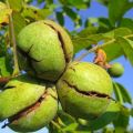 Causes of diseases and pests of walnuts, treatment and control of them