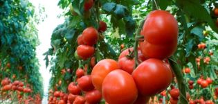 Beskrivelse af tomatsorten Kriviansky, funktioner i dyrkning og pleje