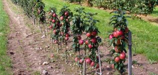 Quali varietà di meli su un portainnesto nano sono adatte per la coltivazione in un cottage estivo