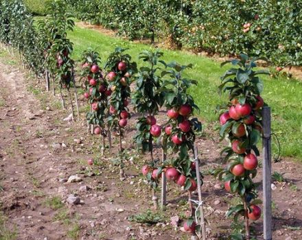 What varieties of apple trees on a dwarf rootstock are suitable for growing in a summer cottage