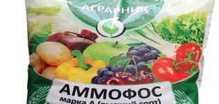 Instrucciones de uso y composición del fertilizante Ammophos, cómo criarlo.