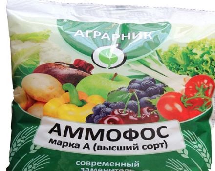 Instructions for use and composition of Ammophos fertilizer, how to breed it