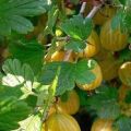 Descriptions and characteristics of the best gooseberry varieties for the Moscow region