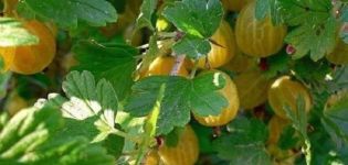 Descrizioni e caratteristiche delle migliori varietà di uva spina per la regione di Mosca