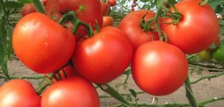 Popis odrůdy rajčat Etude NK, její vlastnosti a produktivita