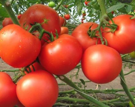 Kuvaus tomaattilajikkeesta Etude NK, sen ominaisuuksista ja tuottavuudesta