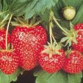 How and when is it better to plant strawberries in open ground, preparation of the garden